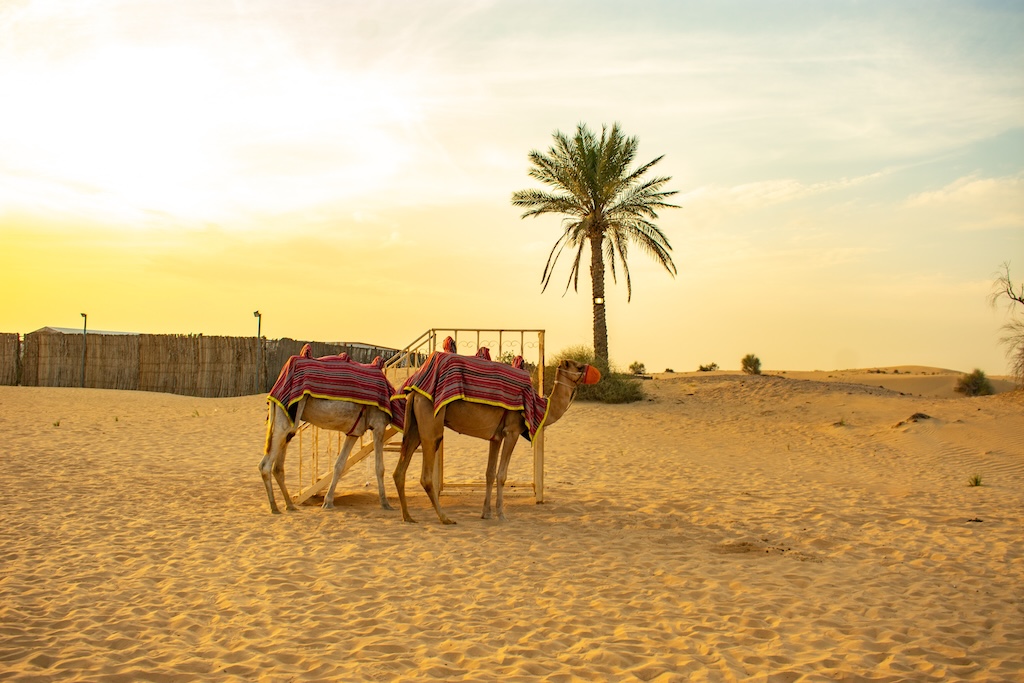 Puščavski safari v Dubaju